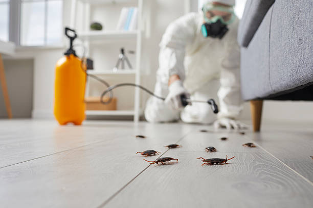 Commercial Kitchen Cockroach Control in Piedmont